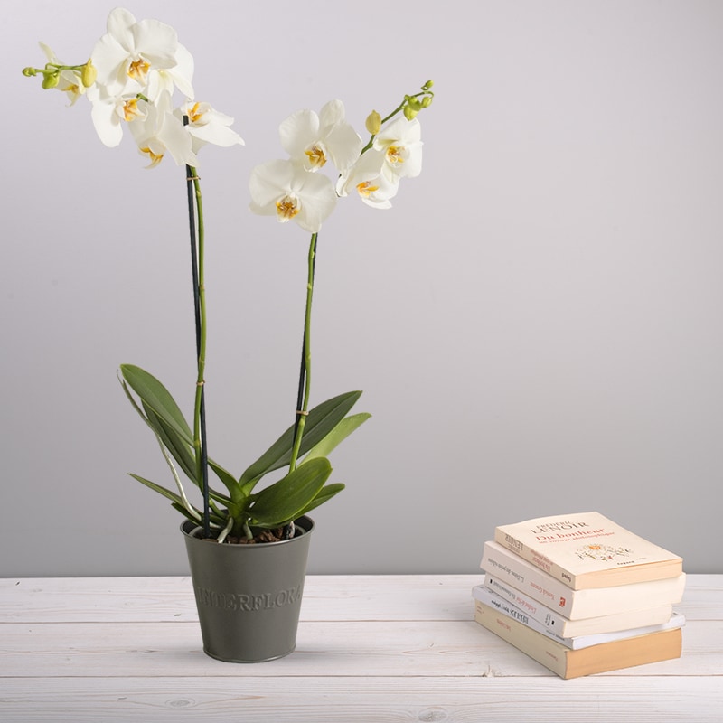 Orchidée avec cache-pot